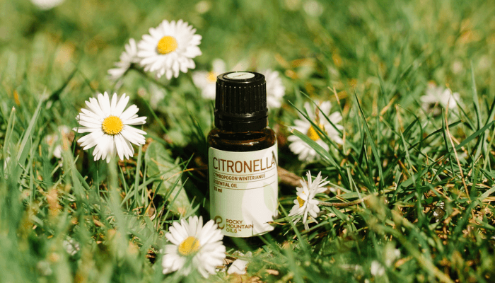 Citronella Essential Oil in the grass next to flowers 